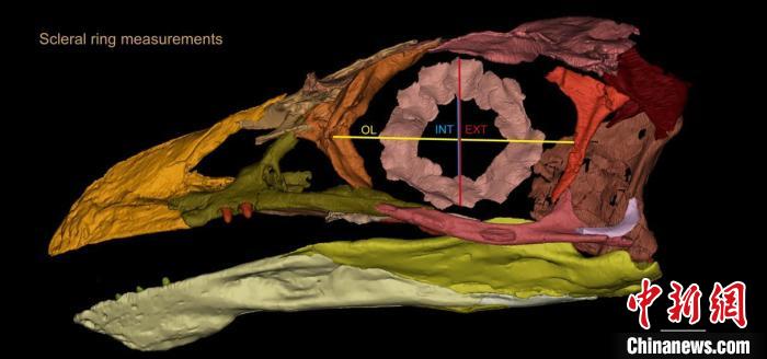 熱河鳥STM3-8化石標(biāo)本的鞏膜環(huán)復(fù)原及測(cè)量示意圖。　胡晗 供圖