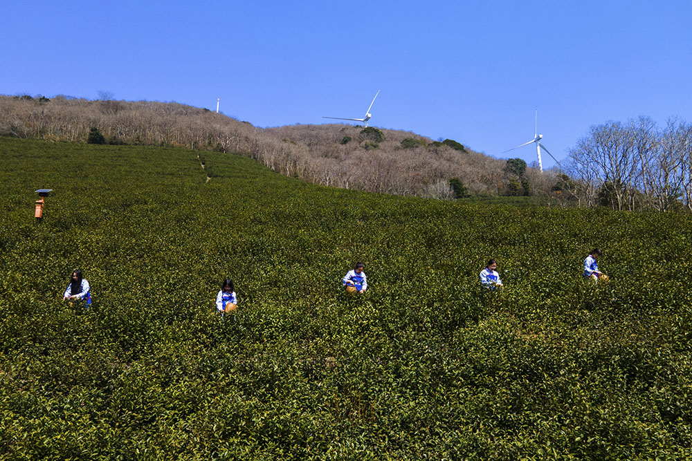 茶農(nóng)們搶抓晴好天氣采摘春茶。楊云中攝