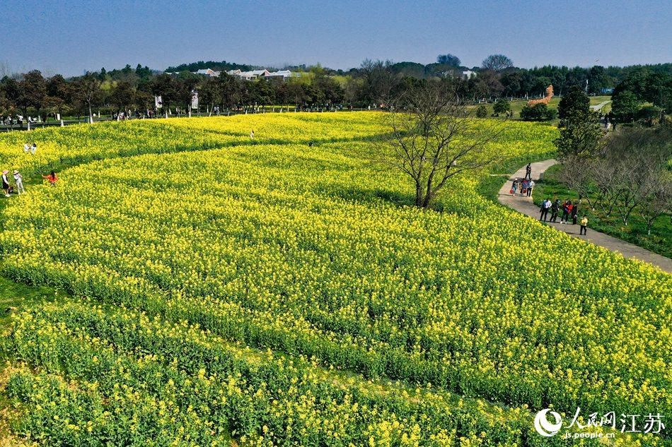 高淳區(qū)椏溪國際慢城桃花扇廣場油菜花田。劉列攝