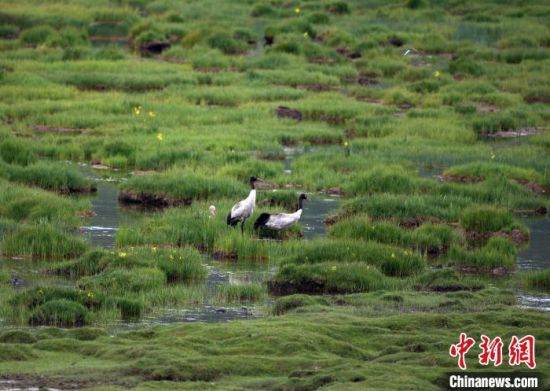 圖為祁連山國(guó)家公園青海片區(qū)內(nèi)的黑頸鶴?！∑钸B山國(guó)家公園青海省管理局供圖 攝