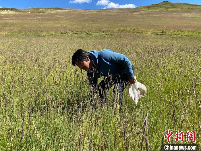 圖為多智正在自家牧場中撿垃圾。　李江寧 攝