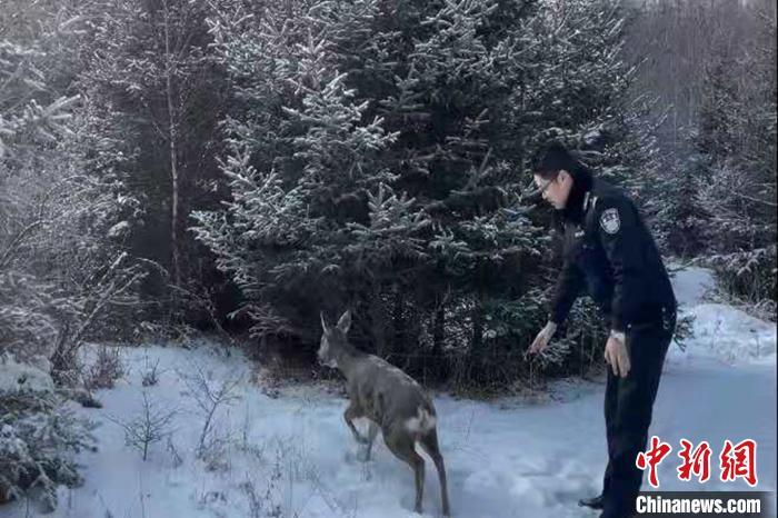 青海大通森林警察救助兩只野生動(dòng)物