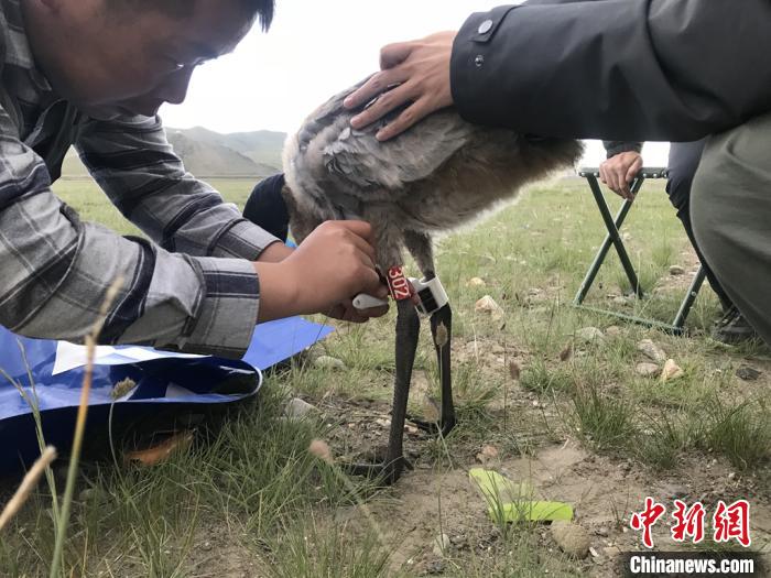 圖為研究人員為黑頸鶴佩戴GPS跟蹤設(shè)備。祁連山國(guó)家公園青海省管理局供圖