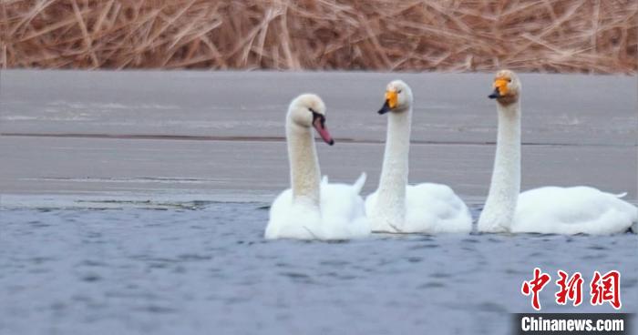 圖為疣鼻天鵝與大天鵝?！∏嗪夜珗@觀鳥協(xié)會供圖 攝