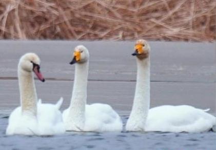 圖為疣鼻天鵝與大天鵝?！∏嗪夜珗@觀鳥協(xié)會供圖 攝