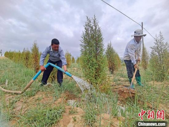 圖為扎西和村民給樹澆水?！∑钤鲚怼z