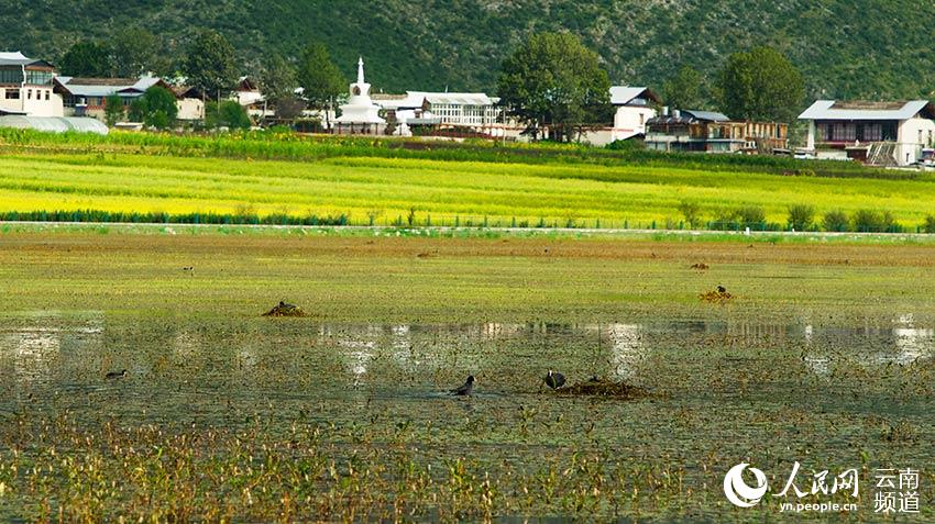 納帕海成為鳥(niǎo)類(lèi)遷徙停留地。呂昊辰攝