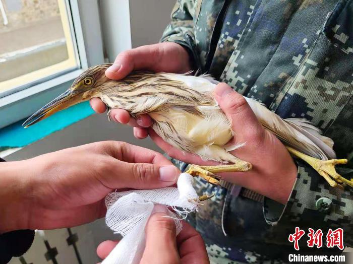 高原武警救助國家一級重點保護(hù)動物池鷺