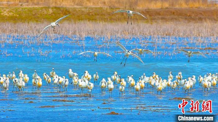 沿海濕地，鳥類天堂?！←}城市委宣傳部供圖