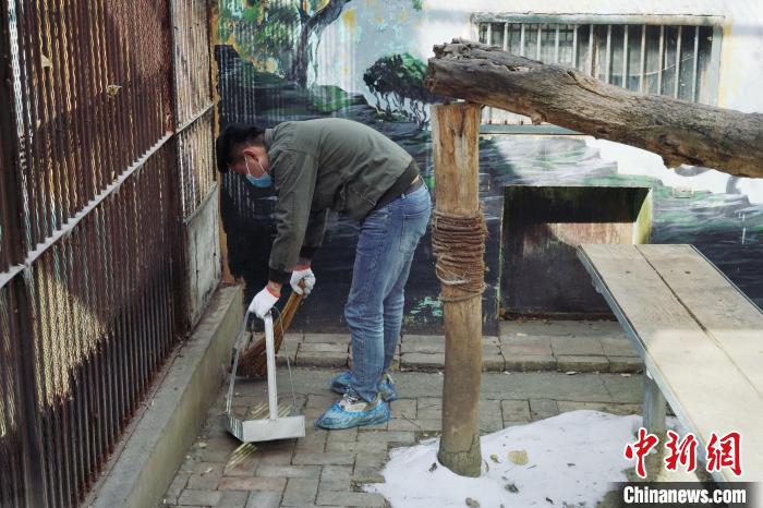 圖為雪豹“奶爸”史壽軍正在打掃豹館衛(wèi)生。　馬銘言 攝