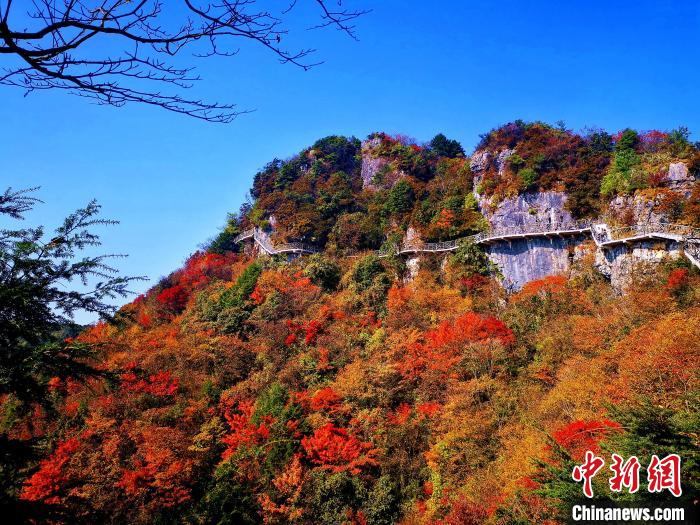 巴山大峽谷漫天紅葉。　張平 攝