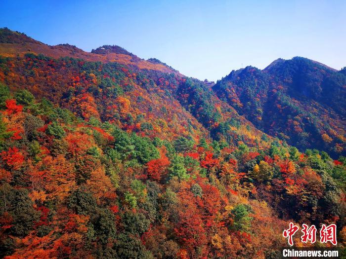 巴山大峽谷漫天紅葉?！埰?攝