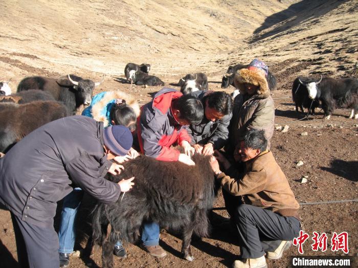 資料圖為研究團隊在青南高原地區(qū)開展了牦牛寄生蟲病流行病學和防治技術研究。　 青海省畜牧獸醫(yī)科學院供圖