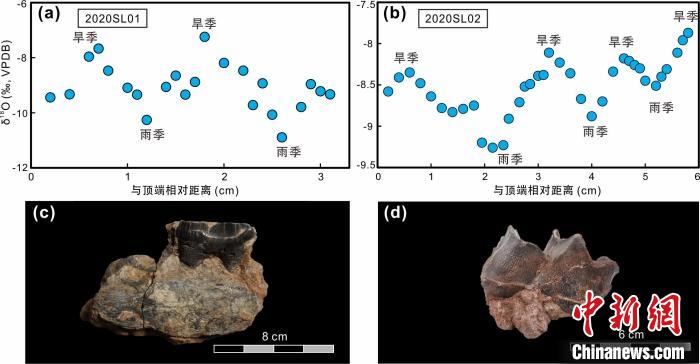 本次研究中的犀牛牙齒化石及氧同位素特征。　中科院青藏高原所 供圖