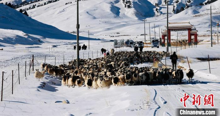 圖為村民在雪地上放牧。　都蘭縣融媒體中心供圖