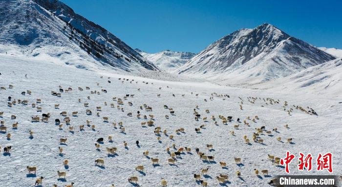 圖為羊群在雪地里覓食?！《继m縣融媒體中心供圖