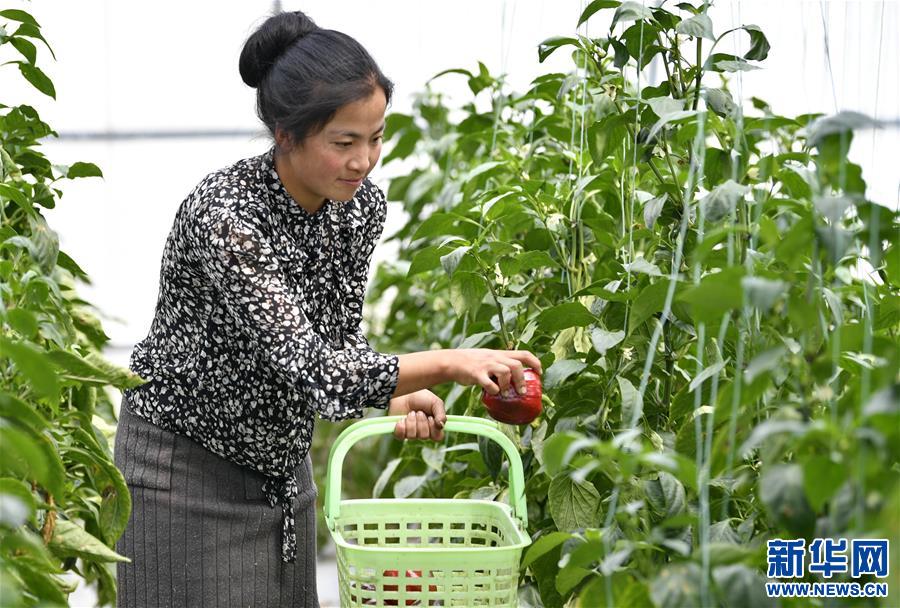 （經濟）（2）西藏林芝：蔬菜種植 鼓起百姓“錢袋子”