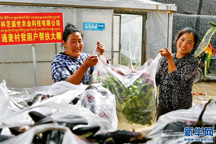 （經濟）（5）西藏林芝：蔬菜種植 鼓起百姓“錢袋子”