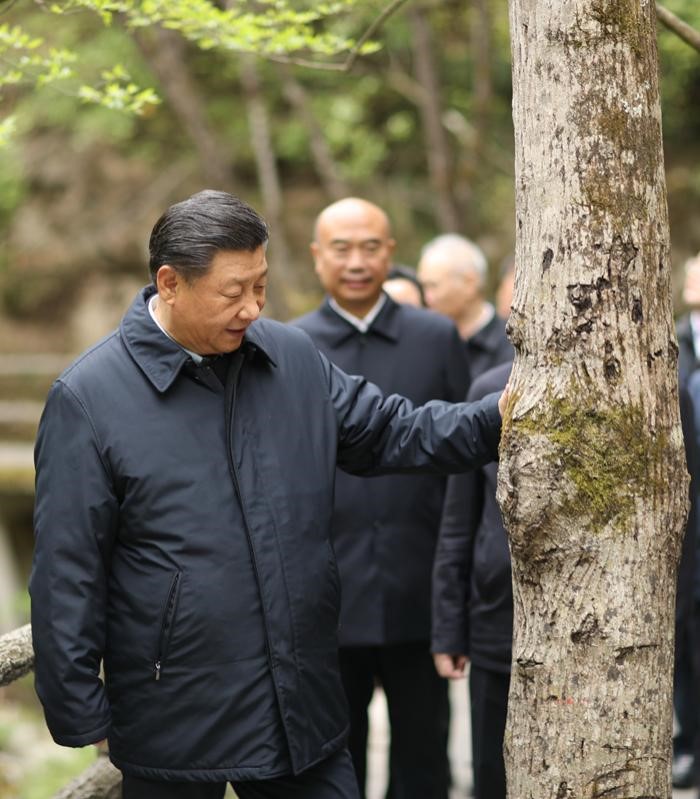 2020年4月20日，中共中央總書記、國家主席、中央軍委主席習(xí)近平在陜西考察調(diào)研。這是習(xí)近平在位于商洛市柞水縣的秦嶺牛背梁國家級(jí)自然保護(hù)區(qū)，考察秦嶺生態(tài)保護(hù)情況。 新華社記者 鞠鵬 攝