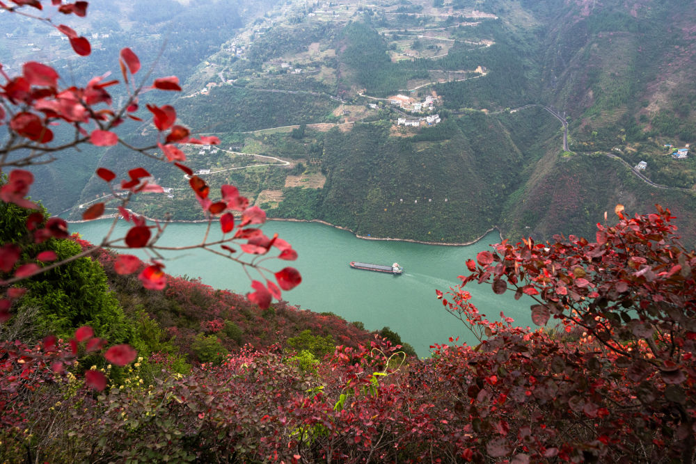 船舶行駛在紅葉掩映下的長江三峽重慶市巫山縣水域（2023年11月30日攝）。新華社記者 肖藝九 攝