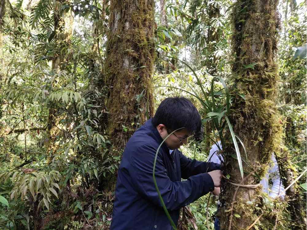 蘭花歸野。圖片由山水自然保護(hù)中心提供