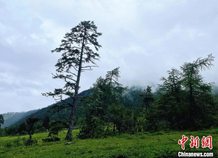 6月10日，魯朗小鎮(zhèn)高山牧場(chǎng)景區(qū)風(fēng)光?！∪轿木?攝