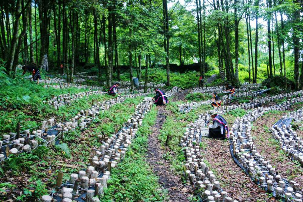 木耳種植基地。次仁央宗攝