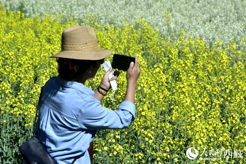 大片油菜花吸引游客到來。人民網(wǎng) 李海霞攝