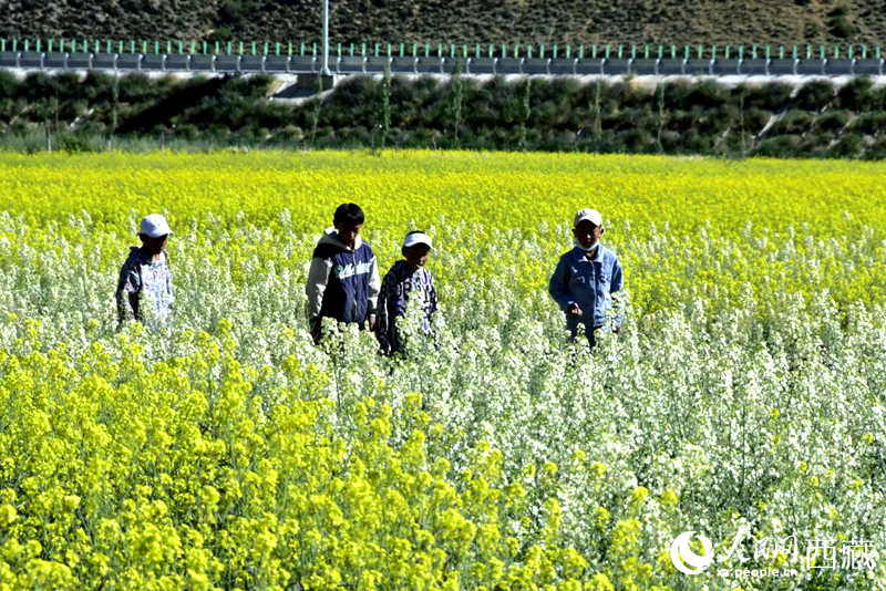 小孩在油菜花田嬉戲。人民網(wǎng) 李海霞攝