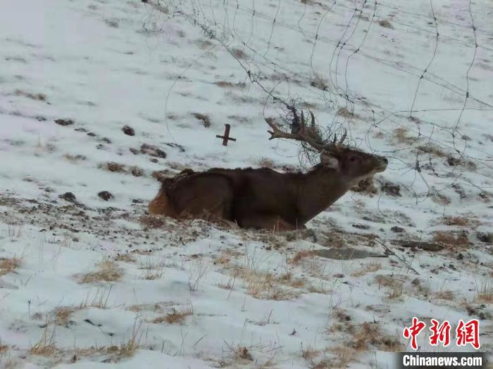 長江源頭區(qū)域一只“受困”白唇鹿獲救