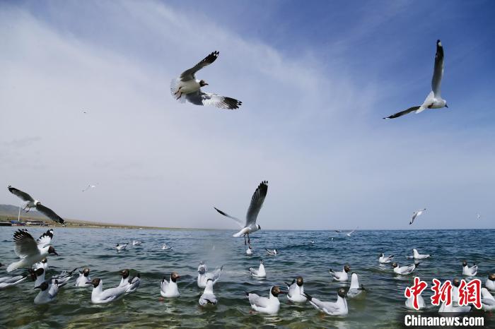 青海助推環(huán)青海湖生態(tài)公益法治建設