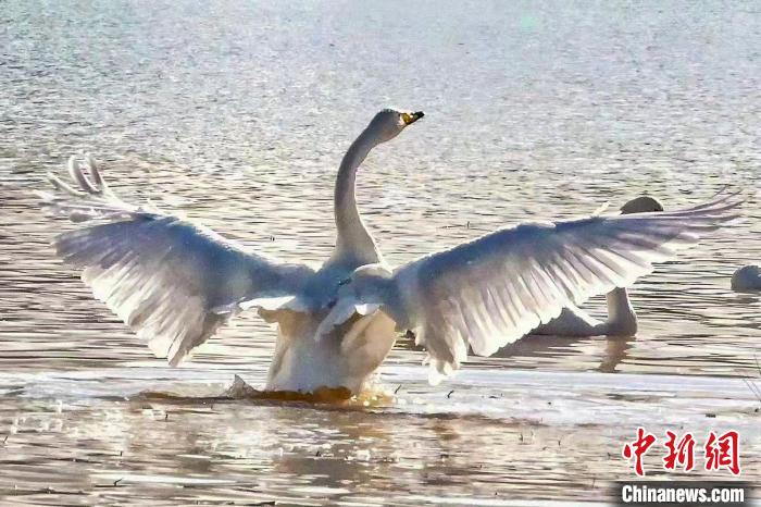 圖為一只大天鵝在水中沐浴?！?yán)桉 攝