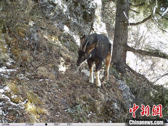 圖為相同位點(diǎn)記錄到的國家二級重點(diǎn)保護(hù)野生動物—中華鬣羚?！≈袊茖W(xué)院昆明動物研究所提供