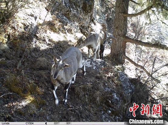 圖為相同位點(diǎn)記錄到的雪豹主要獵物—巖羊?！≈袊茖W(xué)院昆明動物研究所提供