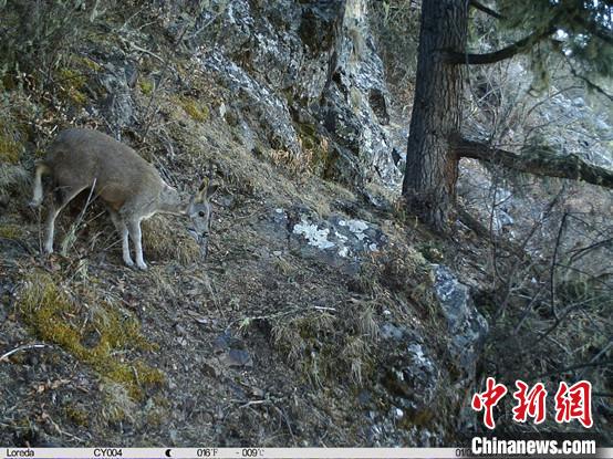 圖為相同位點(diǎn)記錄到的國家一級重點(diǎn)保護(hù)野生動物—馬麝?！≈袊茖W(xué)院昆明動物研究所提供