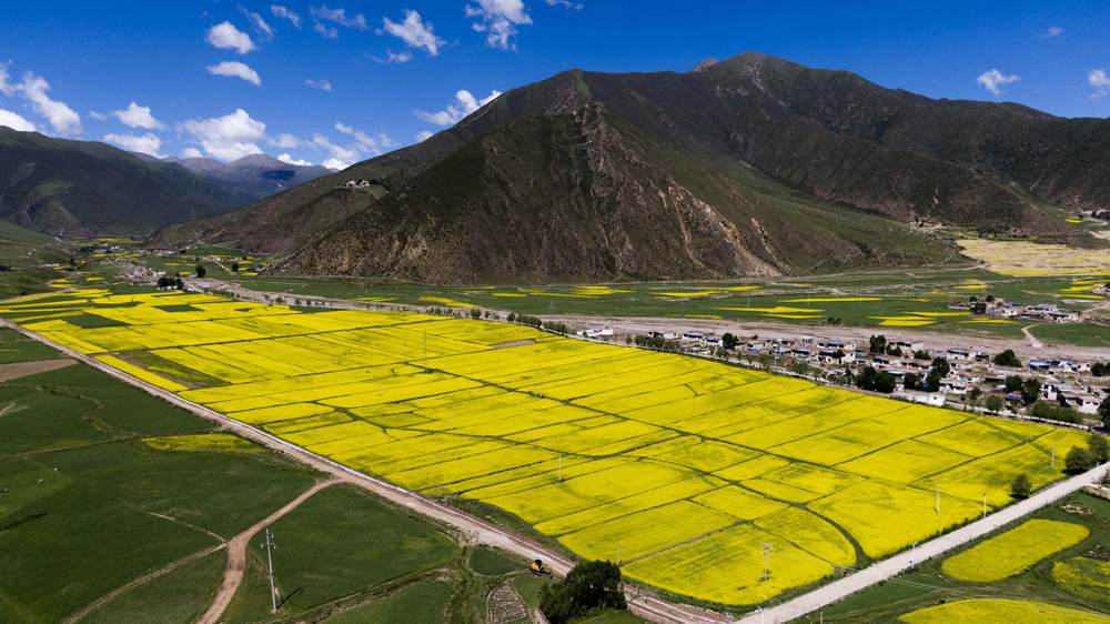 西藏墨竹工卡縣油菜農(nóng)田。