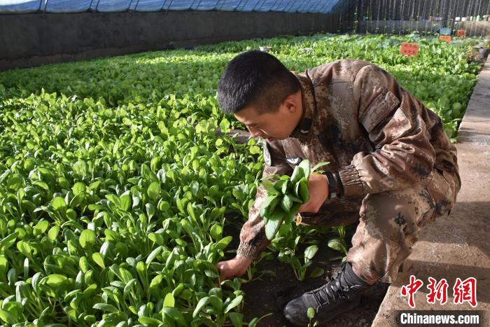 圖為阿里軍分區(qū)某邊防團官兵在溫室摘菜?！￡悋[岳 攝