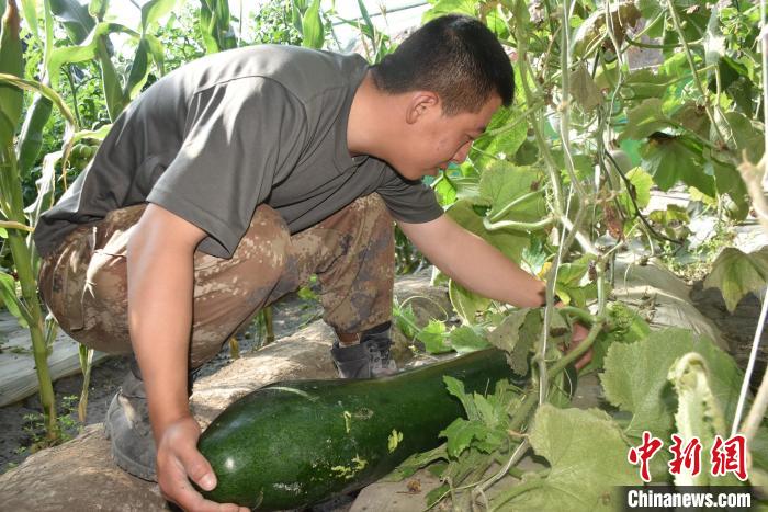 圖為阿里軍分區(qū)某邊防團官兵在溫室摘菜?！￡悋[岳 攝