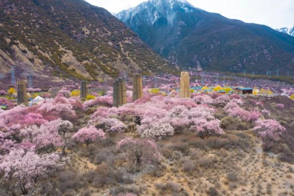 人間桃花源！林芝桃花有多絕？