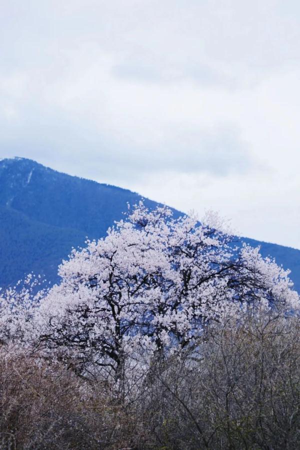 人間桃花源！林芝桃花有多絕？