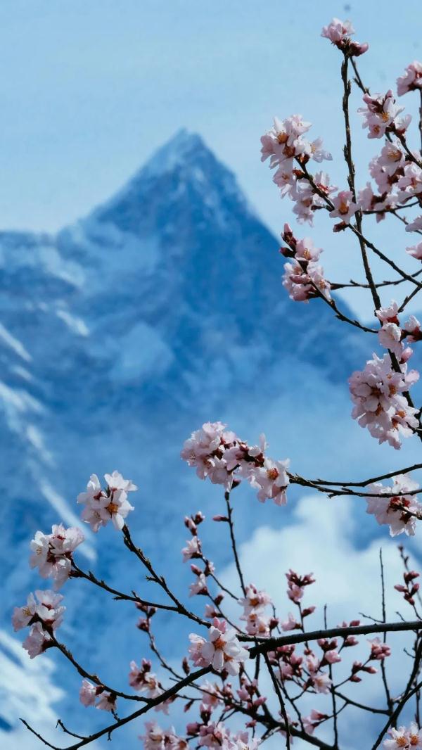 人間桃花源！林芝桃花有多絕？