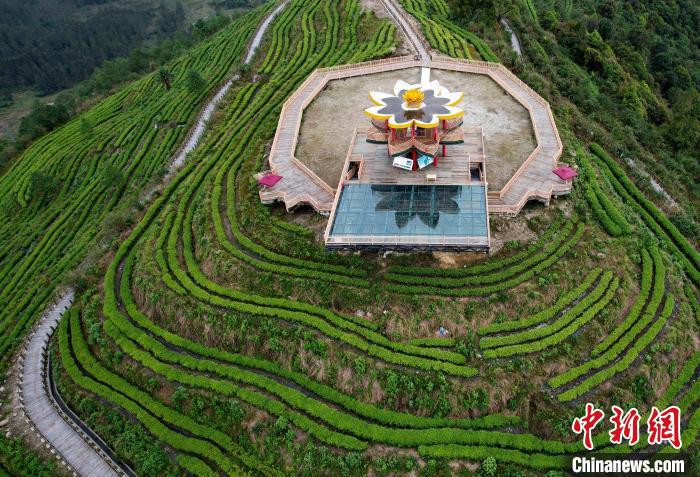 圖為西藏林芝市墨脫縣背崩鄉(xiāng)格林村山頂?shù)木坝^茶園。(無人機照片) 李林 攝