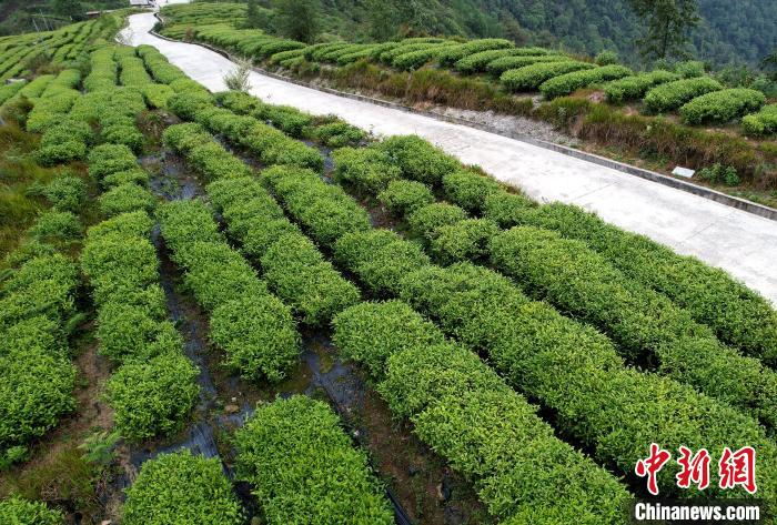 圖為西藏林芝市墨脫縣背崩鄉(xiāng)格林村山頂?shù)木坝^茶園。(無人機照片) 李林 攝